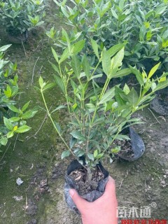 高度25厘米栀子