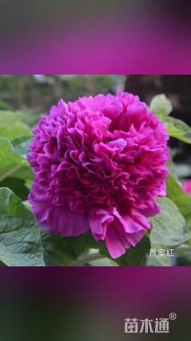 高度40厘米牡丹