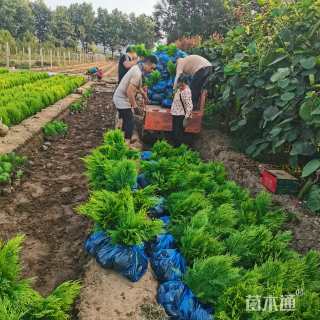 高度45厘米洒金柏