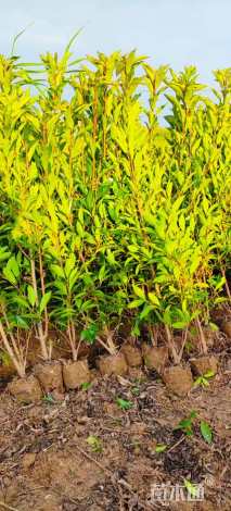 高度120厘米法国冬青