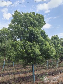 15公分川滇三角枫