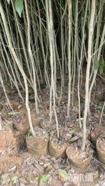 高度80厘米冬青小苗