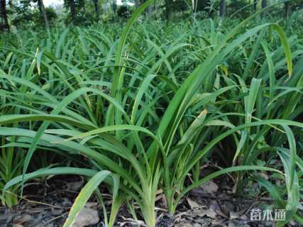 高度10厘米大花萱草