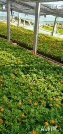 高度25厘米孔雀草