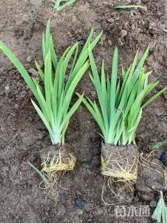 高度20厘米射干