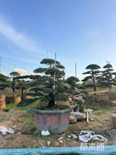 容器苗造型罗汉松