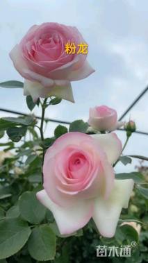 高度150厘米欧洲月季