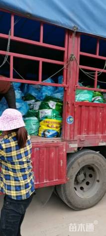 高度20厘米排骨草