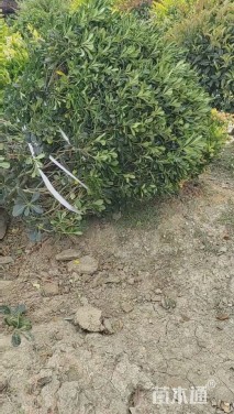 高度80厘米海桐