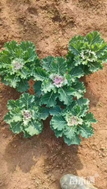 高度15厘米羽衣甘蓝