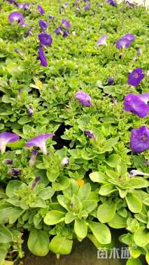 高度15厘米矮牵牛