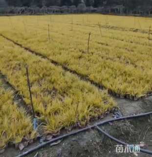 高度30厘米金叶石菖蒲