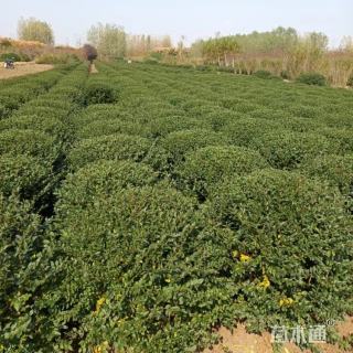 冠幅180厘米小叶女贞球