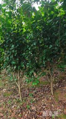 高度180厘米四季茶花