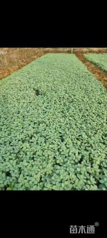 高度15厘米八宝景天