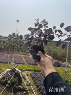 高度20厘米红花继木