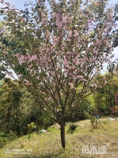 15公分樱花