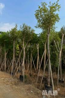 14公分黄花风铃木