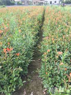 高度60厘米红叶石楠绿篱苗