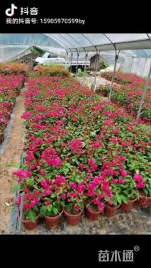 高度25厘米三角梅