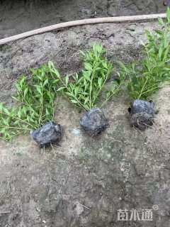 高度40厘米小叶栀子