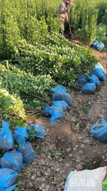 高度170厘米北海道黄杨