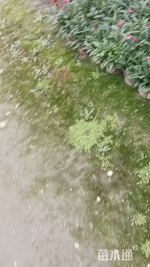 高度20厘米石竹