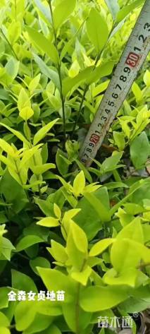 高度25厘米金森女贞