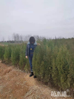 高度1.45厘米侧柏