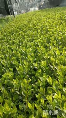 高度25厘米春鹃