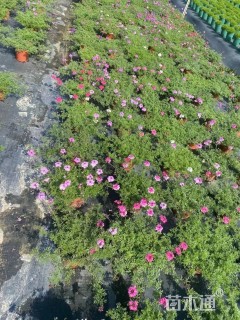 高度10厘米细叶美女樱