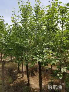 高度200厘米丁香