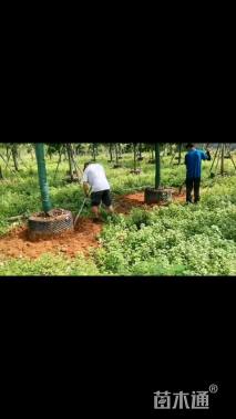 12公分紫花风铃木