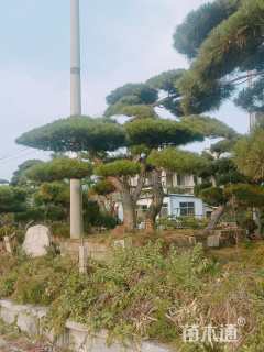 高度300厘米造型油松