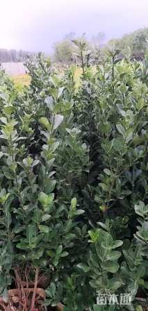高度90厘米大叶黄杨