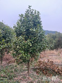 高度250厘米茶花