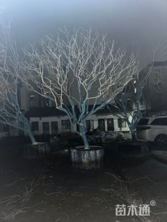 12公分四川红紫薇