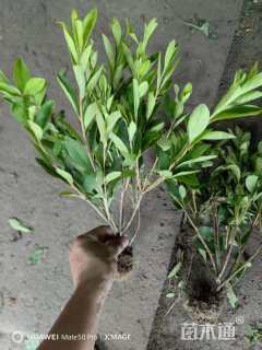 高度40厘米毛鹃