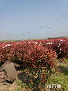 冠幅100厘米石楠球