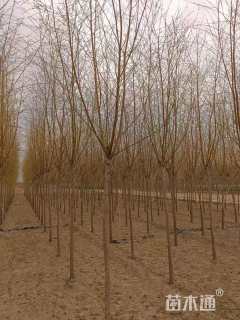 10公分金丝垂柳