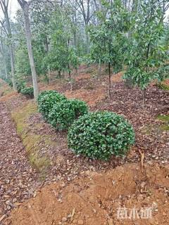 冠幅80厘米茶梅球