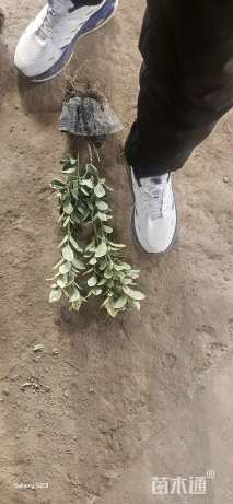 高度35厘米金边黄杨