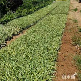 高度20厘米金边麦冬