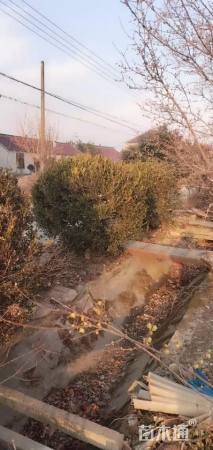 冠幅120厘米无刺枸骨球