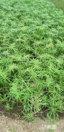 高度50厘米旱伞草