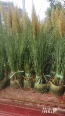 高度40厘米矮蒲苇