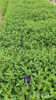 高度30厘米巴西野牡丹