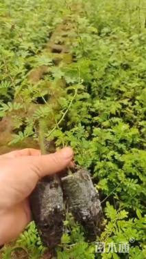 高度10厘米蔷薇