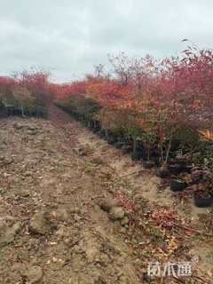 高度30厘米南天竹小苗