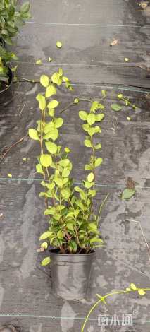 60厘米风车茉莉